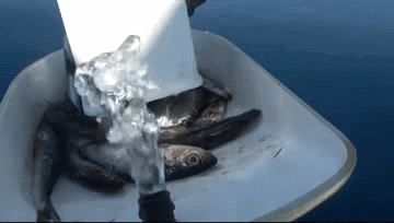 Pompe d’immersion Sardamatic Wake Blood